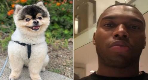 ستوريدج يعرض مكافأة ضخمة لمن يعثر على كلبه المفقود